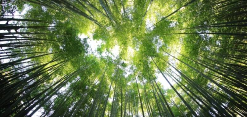 Sustainable Luxury